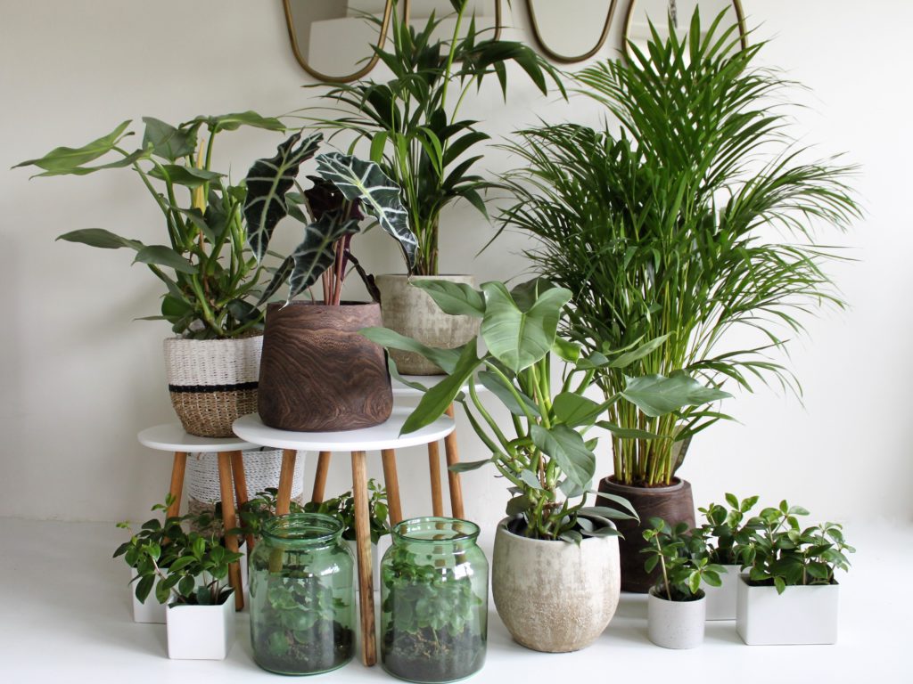 Hippe kamerplanten Urban Jungle Greendelight Home